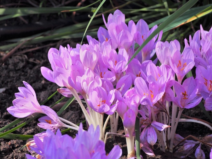 Осенний крокус безвременник