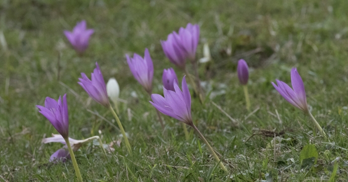 Colchicum speciosum