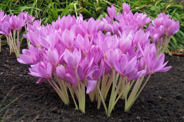 Колхикум безвременник