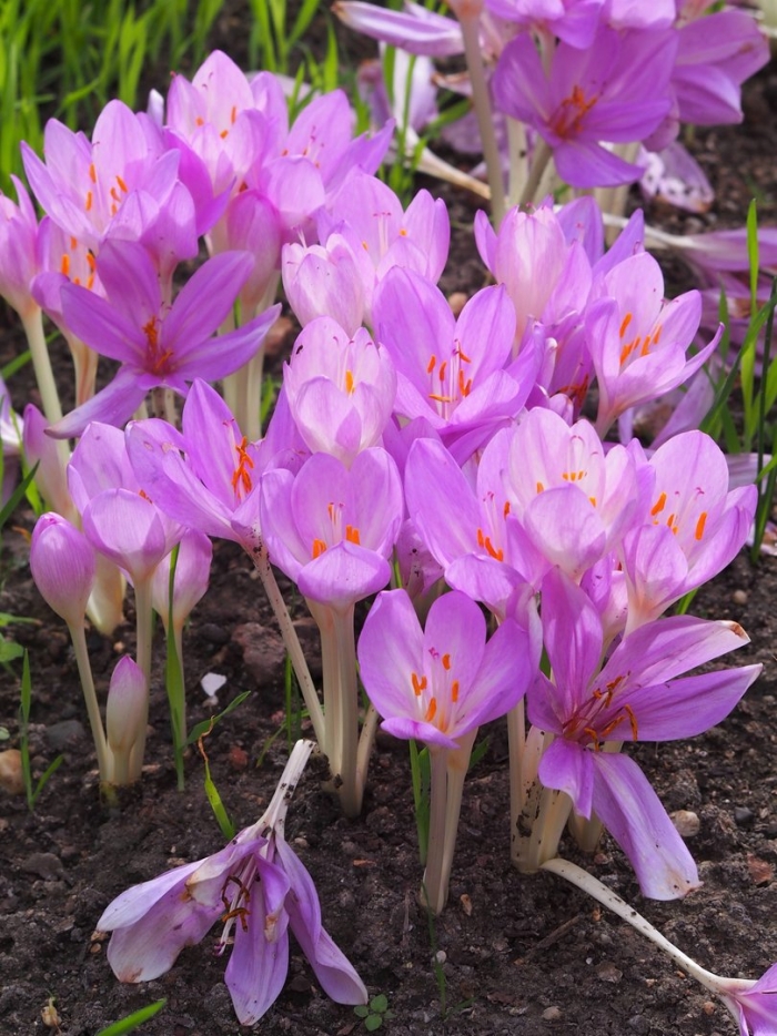 Colchicum byzantinum