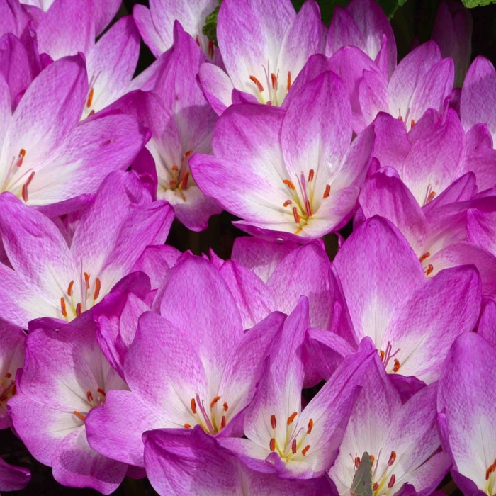 Осенний крокус безвременник