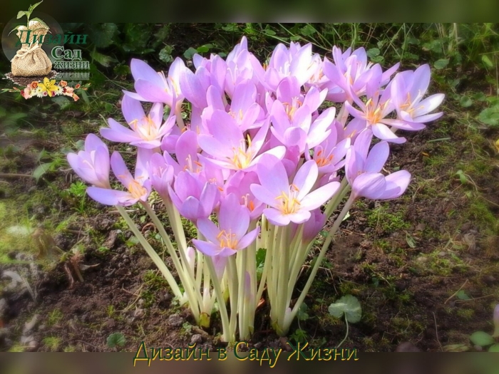 Безвременник веселый