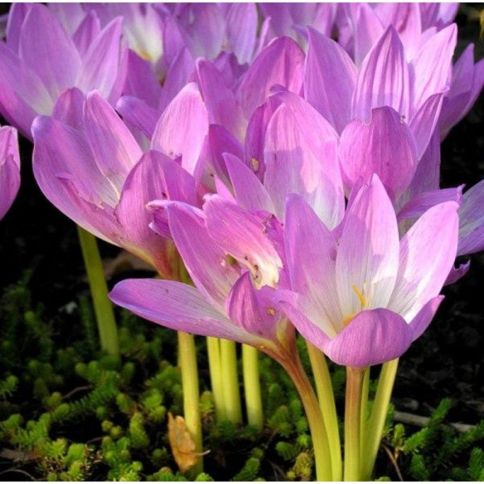 Колхикум безвременник