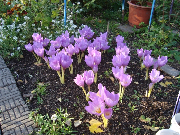 Луковичные цветы безвременник