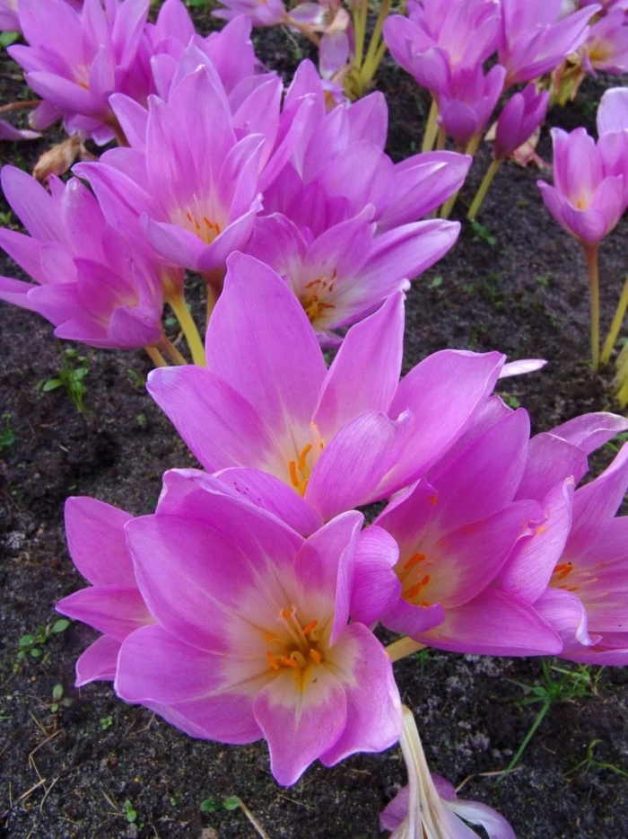 Безвременник весной