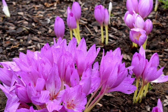 Колхикум безвременник