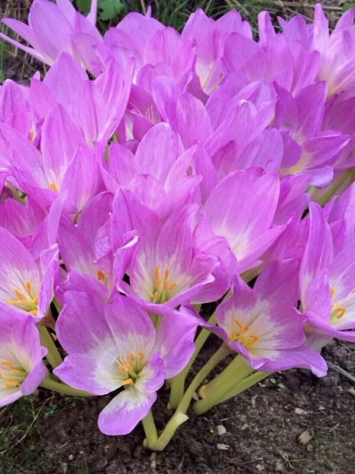 Безвременник джайант