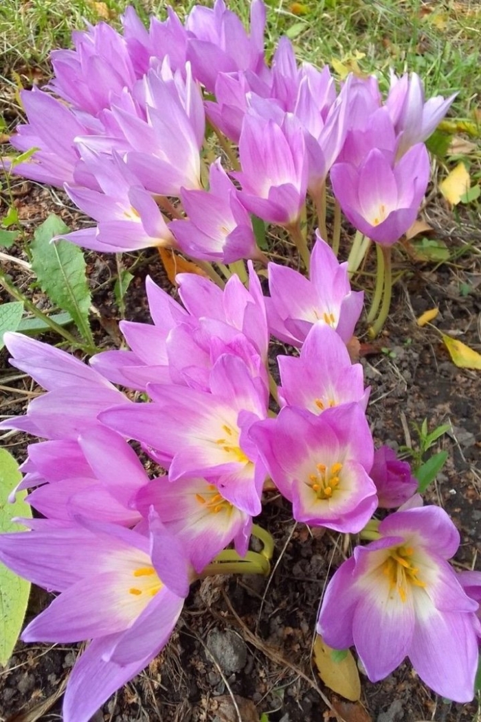 Безвременник джайнт