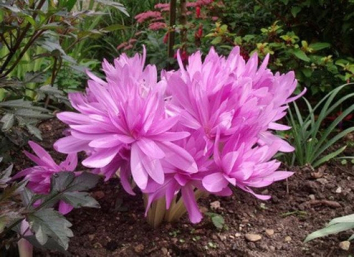 Колхикум уотерлили