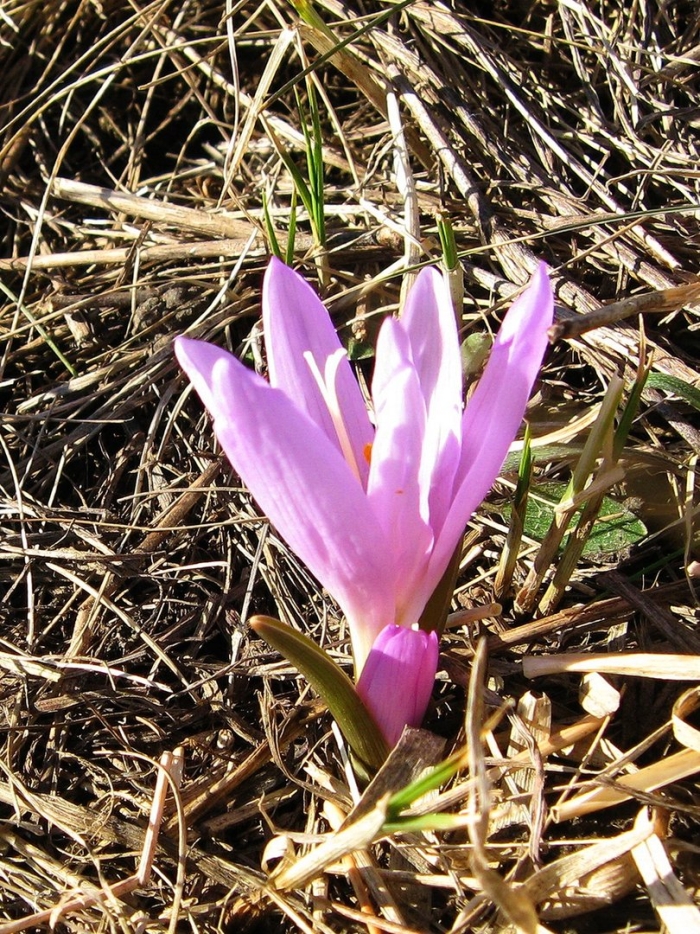 Колхикум растение