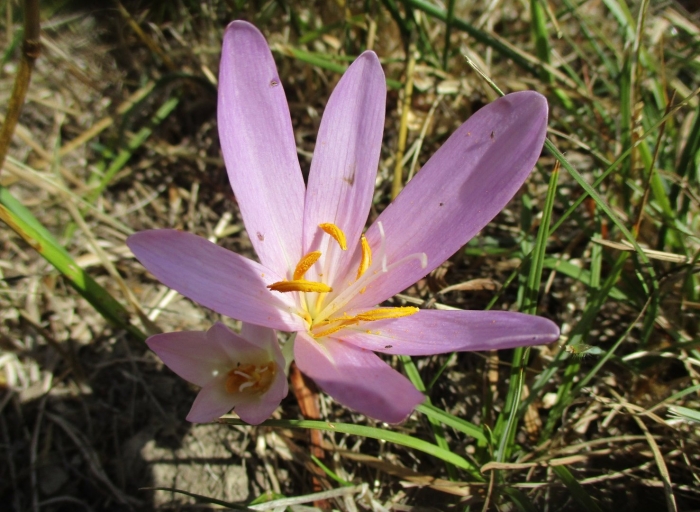 Colchicum variegatum