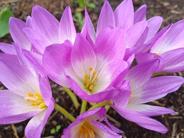 Крокус осенний безвременник