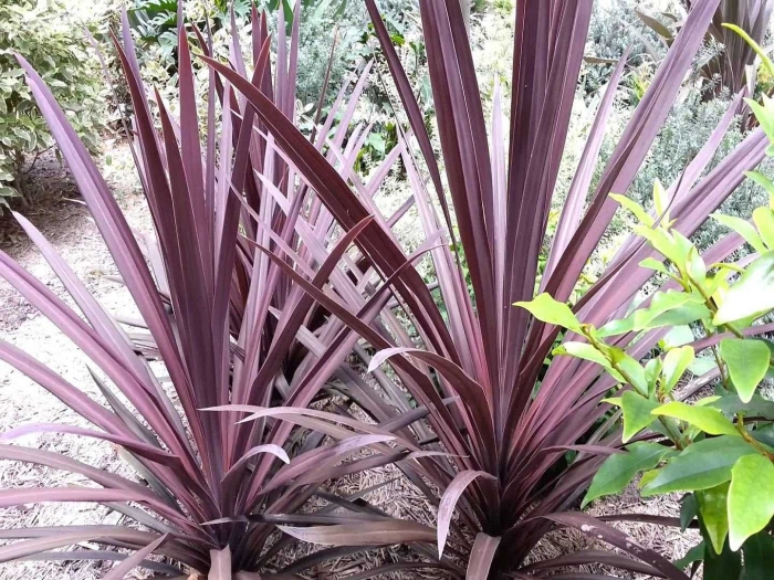 Cordyline australis