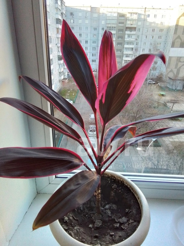 Кордилина комнатное растение