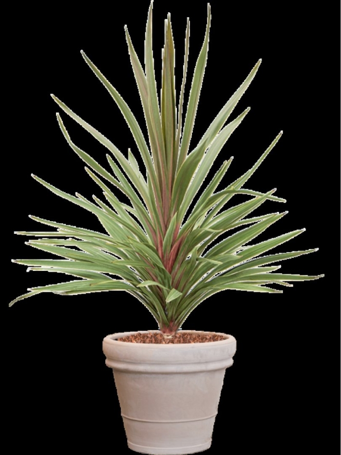 Драцена маргината плант