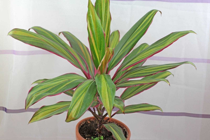 Кордилина и драцена отличие