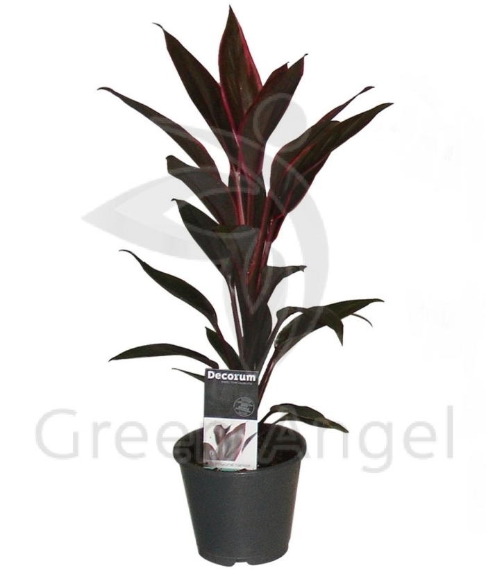 Кордилина танго