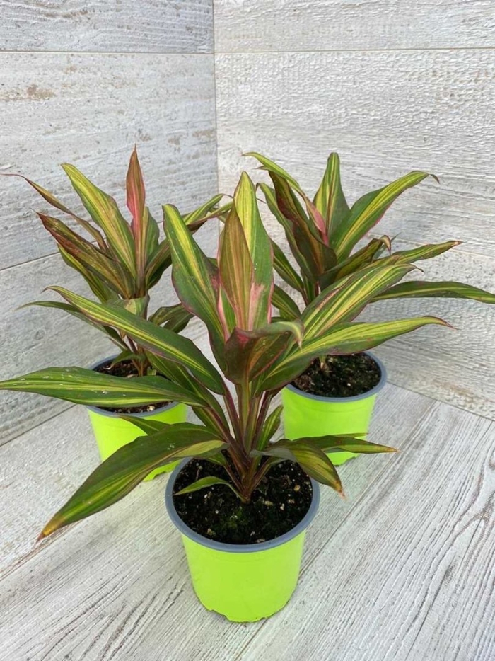 Кордилина фрутикоза киви