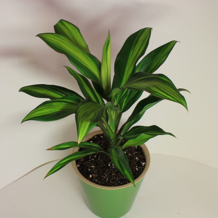 Драцена кордилина