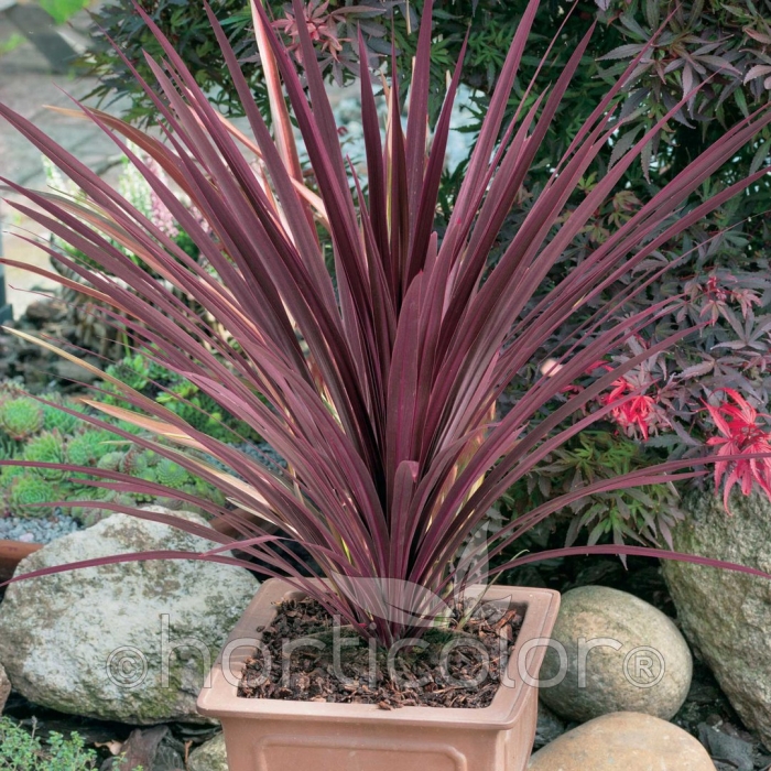 Cordyline australis