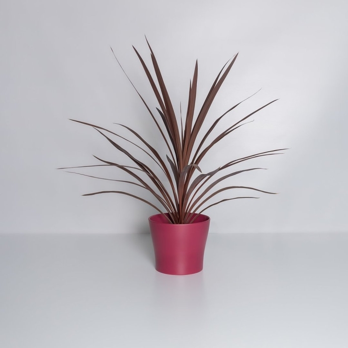 Кордилина red star