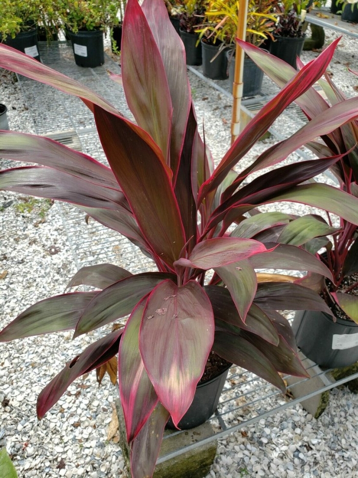 Кордилина кустарниковая cordyline fruticosa