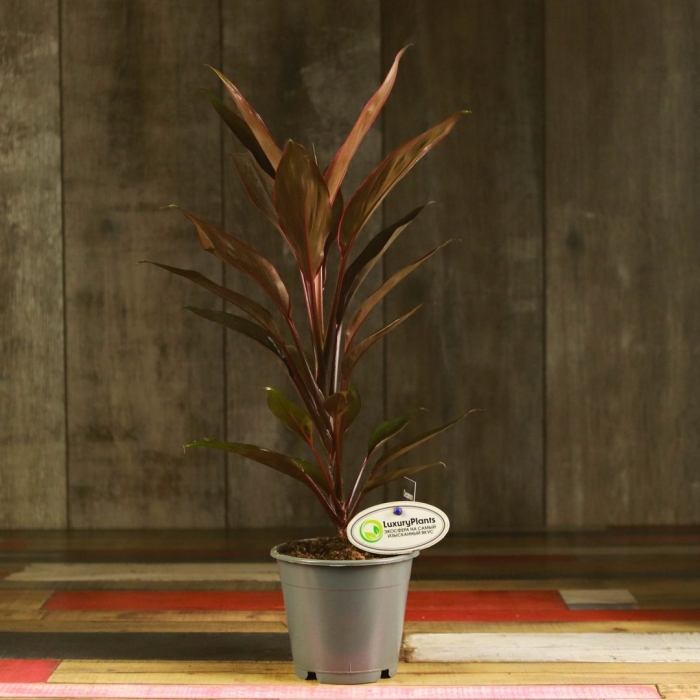 Кордилина семейство драценовых