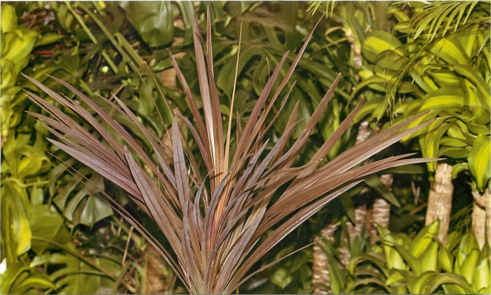 Кордилина аустралис ред стар