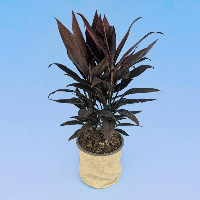 Кордилина фрутикоза румба