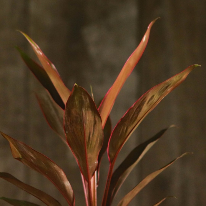 Кордилина фрутикоза танго