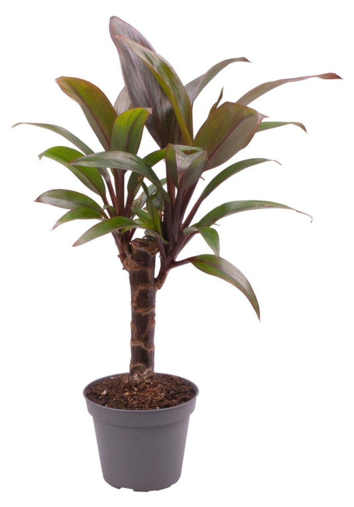 Кордилина компакта