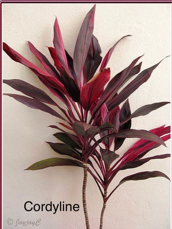 Кордилина прямостоячая