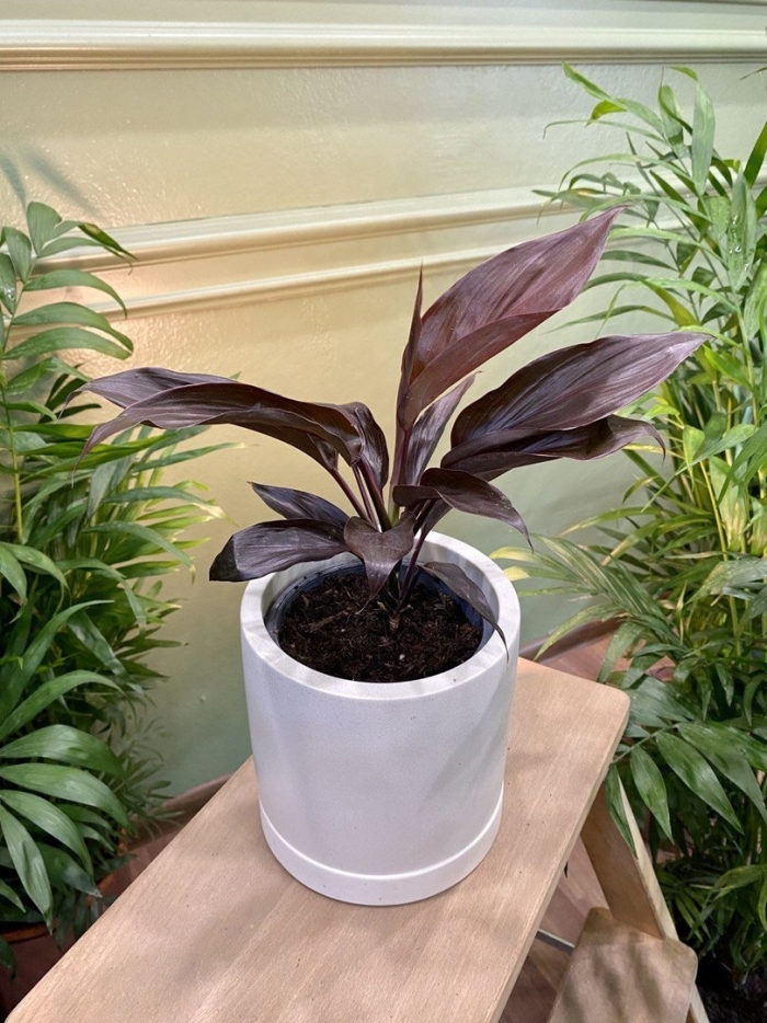 Кордилина мамбо