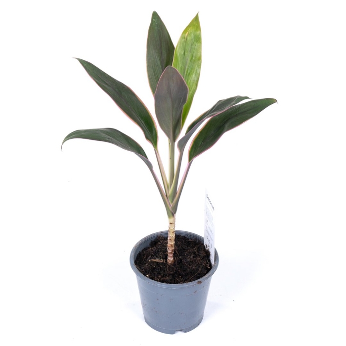 Кордилина ред стар