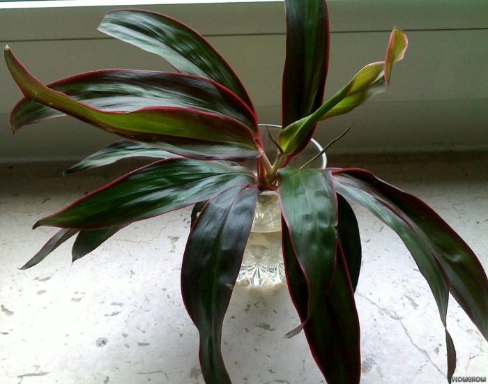 Цветок кордилина