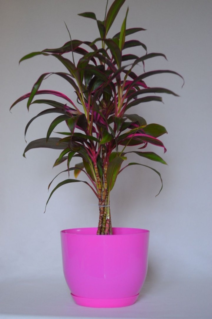 Кордилина уход в домашних условиях