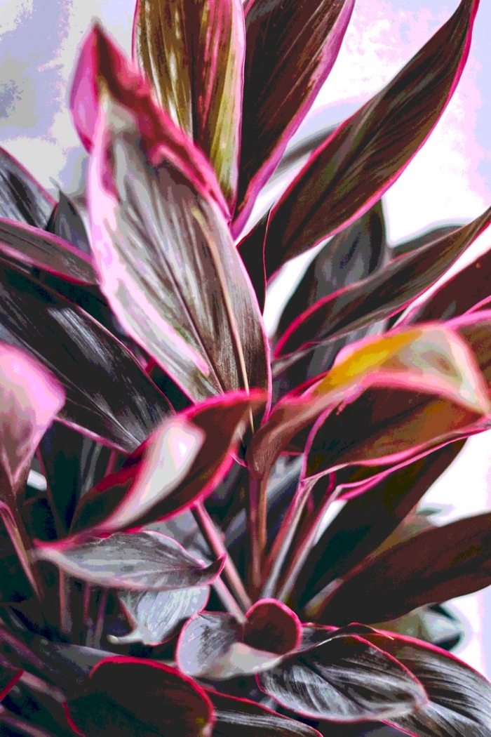 Кордилина фрутикоза