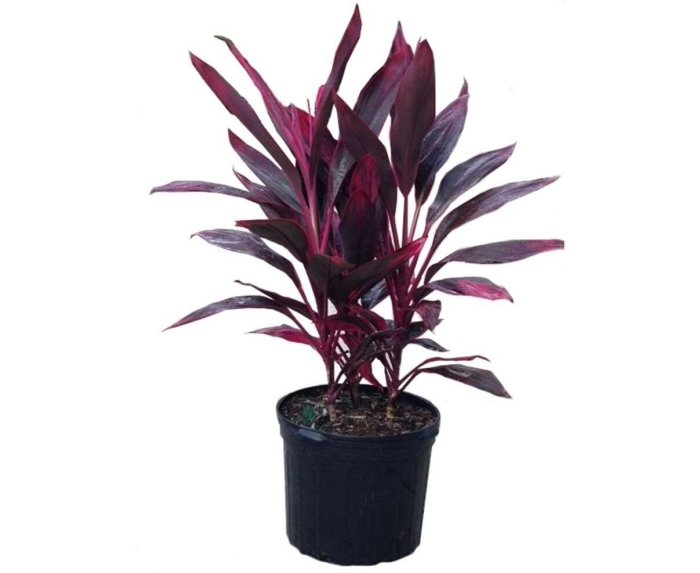 Кордилина южная