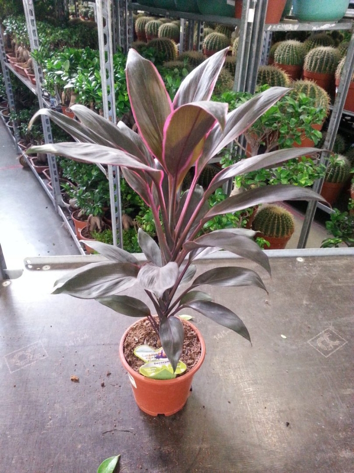 Кордилина фрутикоза танго