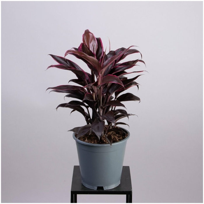 Пальма кордилина