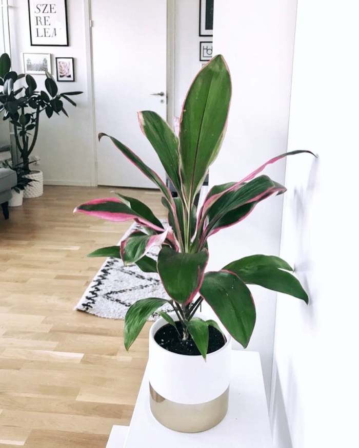 Строманта triostar