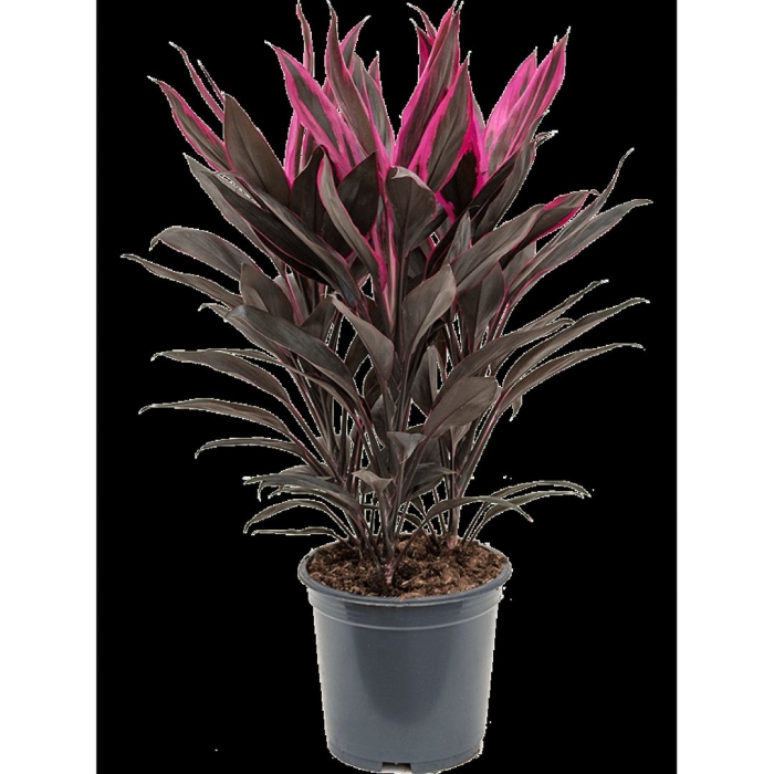 Кордилина фрутикоза румба