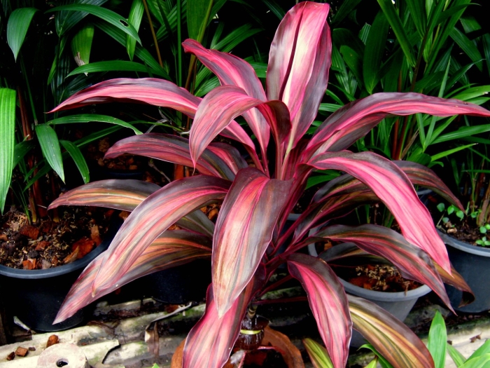 Кордилина конга