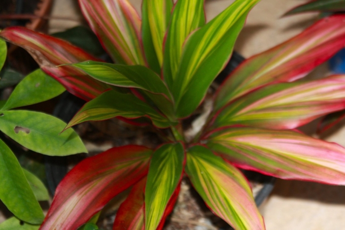 Кордилина фрутикоза киви