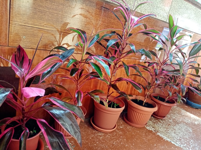 Кордилина верхушечная цветок