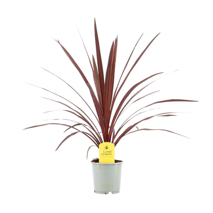 Кордилина южная cordyline australis
