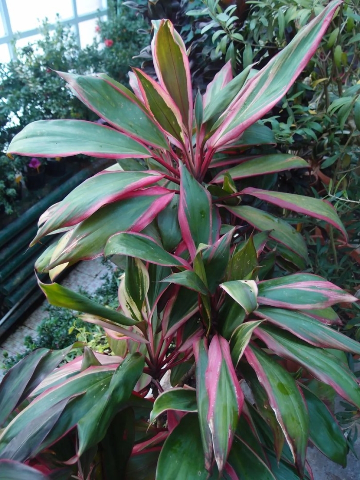 Кордилина кустарниковая