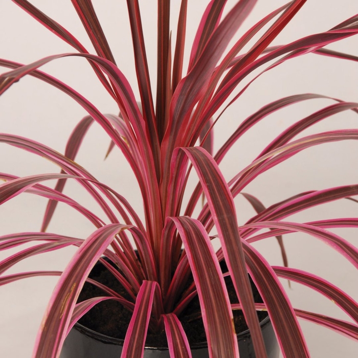 Кордилина аустралис