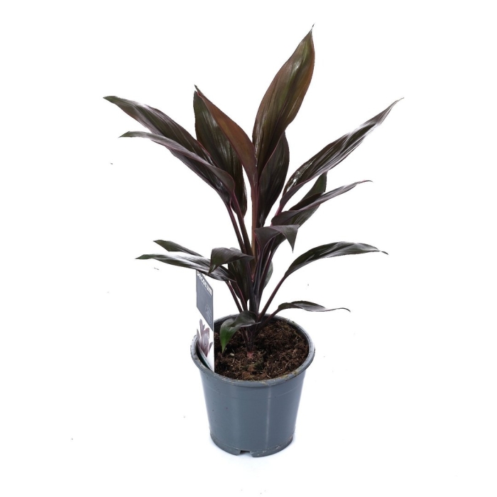 Кордилина пурпл компакта