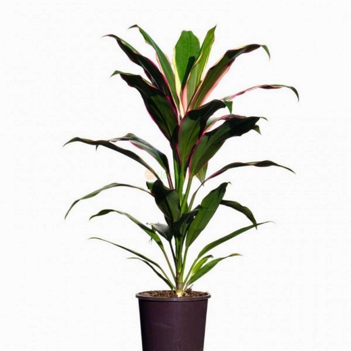 Кордилина фрутикоза киви